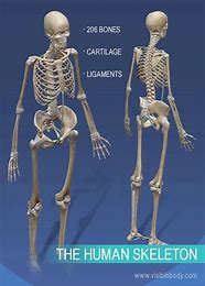 Skeleton in Your Closet